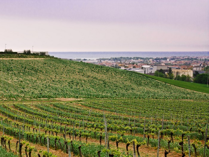 Montepagano Panorama Vigne