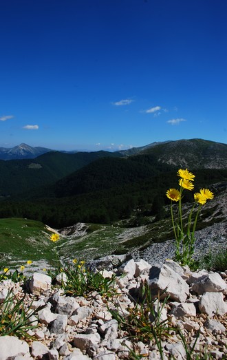 Morino panorama fiori