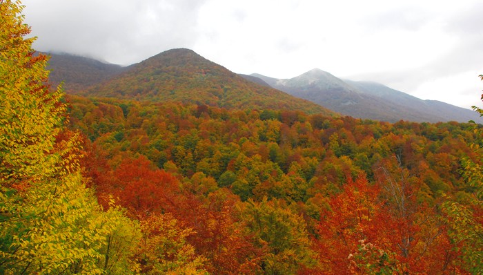 Morino Autunno