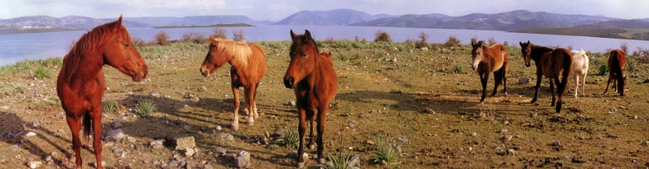 Orroli Cavalli