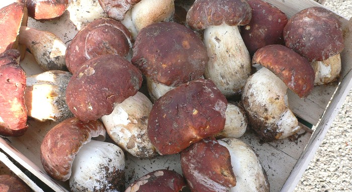 Berretto Funghi Porcini