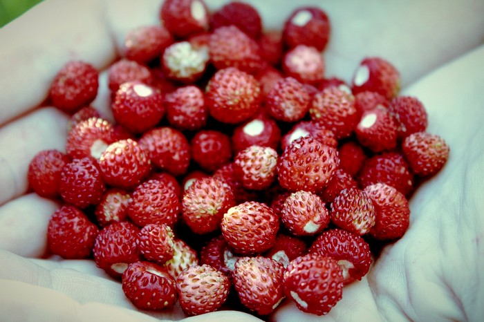 Raveo Frutti di bosco