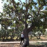 Gelso, foto dal post Associazione Custodi del Salento