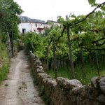Tramonti-vigneto