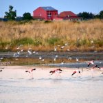 Trinitapoli-fenicotteri-riserva-naturale