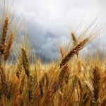 monte santa maria tiberina convengo agricoltura biologica quali opportunità