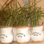 asparagi-in-festa-san-vincenzo-valle-roveto