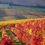 borgo di bertinoro
