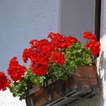 casamassima balcone fiorito