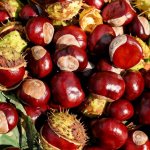 sagra-della-castagna-a-sante-marie