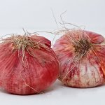 22 e 23 luglio: XIX festa della Cipolla Rossa di Acquaviva delle Fonti