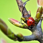 Coccinella-città-libere-dai-pesticidi