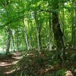faggeta-vetusta-oriolo-romano (pagina FB faggeta di Oriolo)