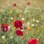 montesegale, escursione alla scoperta dei fiori e della flora dell'oltrepò pavese