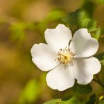 masullas in fiore