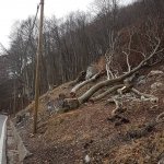 legname-Forni-di-Sotto