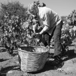 Norbello vendemmia