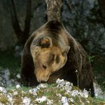 pizzone-orso marsicano