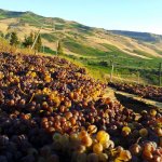 uve passito