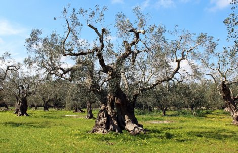Ulivi-secolari-Alessano