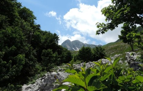 pizzone meta e rhamnus