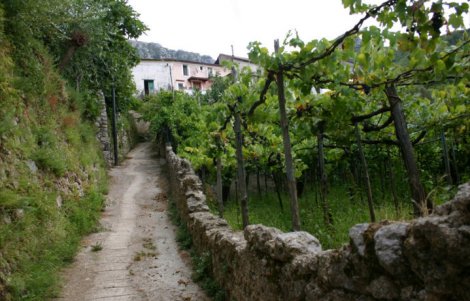 Tramonti-vigneto