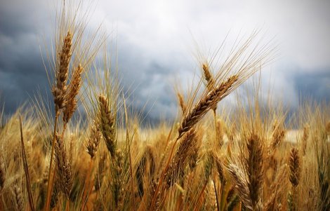 monte santa maria tiberina convengo agricoltura biologica quali opportunità