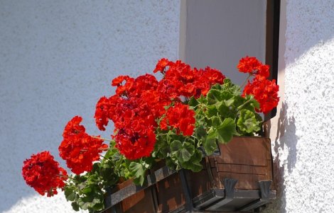 casamassima balcone fiorito