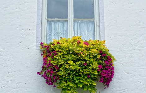 casamassima balcone fiorito nel borgo antico