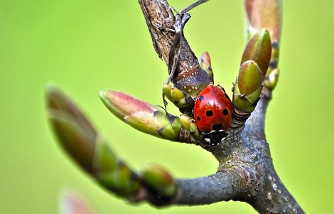 Coccinella-città-libere-dai-pesticidi