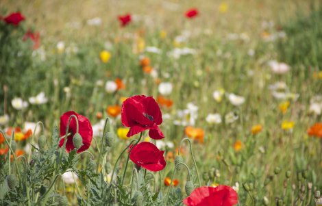 montesegale, escursione alla scoperta dei fiori e della flora dell'oltrepò pavese