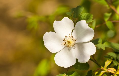 masullas in fiore