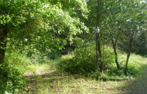 lo-spirito-del-bosco-collepasso-borghi-autentici