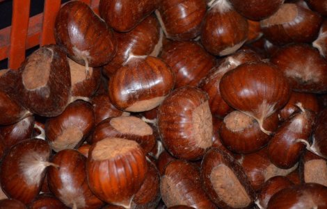 Monte Santa Maria Tiberina castagne