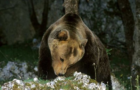 pizzone-orso marsicano