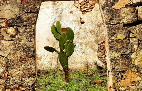 Rinaturalizzare il Salento