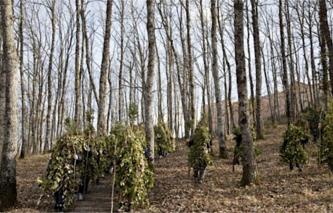 L’Uomo Albero – Carnevale di Satriano di Lucania