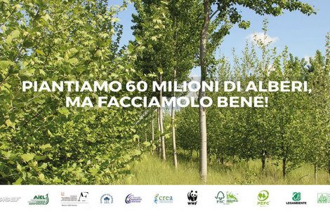 un-albero-in-più