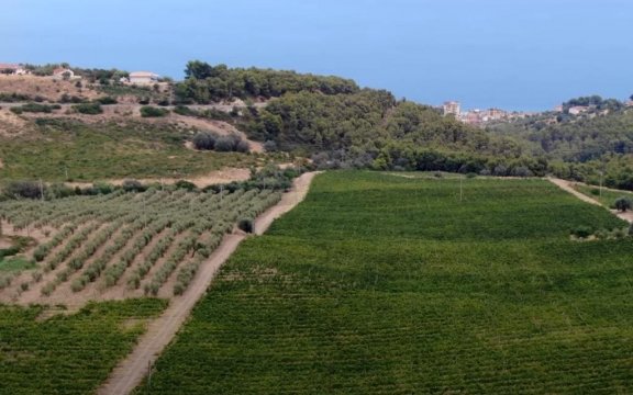 Montegiordano-agricoltura