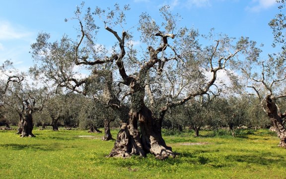 Ulivi-secolari-Alessano