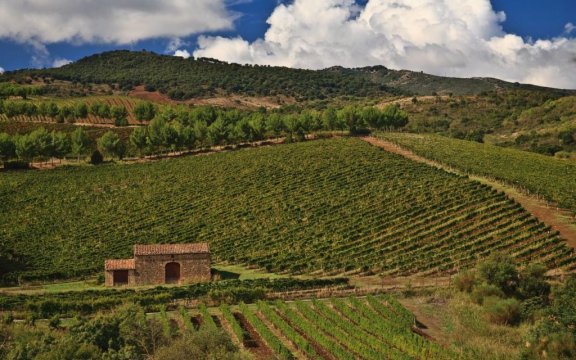 Castelbuono-vigneti