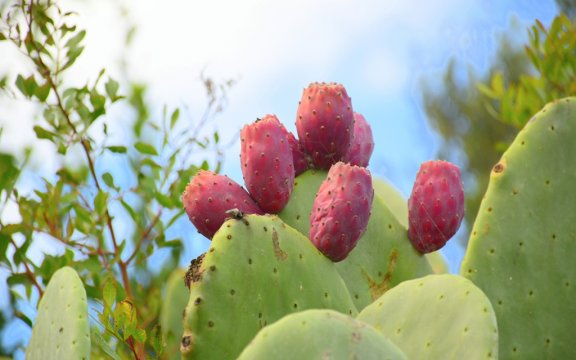 castellaneta-fichi-d'india-comunita-del-cibo-buono-e-autentico