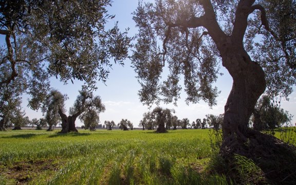 Osservatorio-borghi-autentici-paesaggi-enogastronomici-Castellaneta-olivi