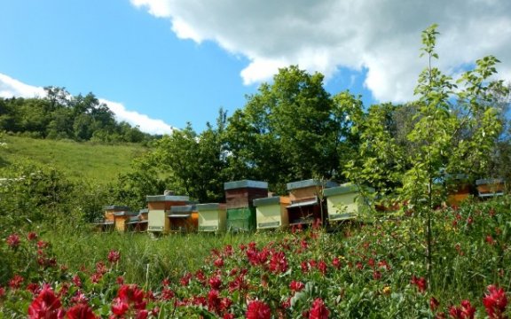 Fallo-produzione_miele