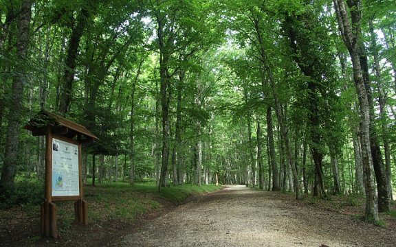 La Foresta Umbra