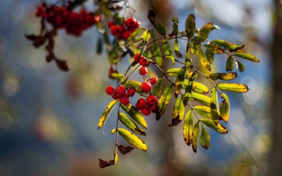 Forni di sotto-natura-ph.Molli-Corradazzi