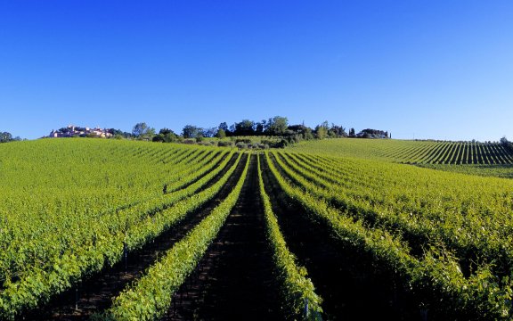 il-vignone-sotto-a-bertinoro