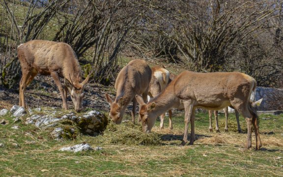 Cervara-di-Roma-locPrataglia-area-faunistica-del-cervo