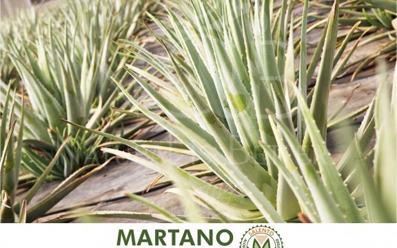Martano-citta-dell-aloe