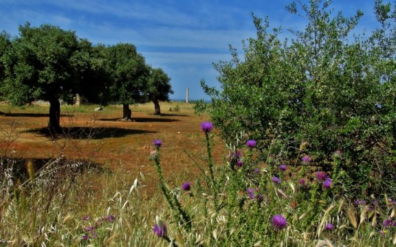 Matino-paesaggio-rurale